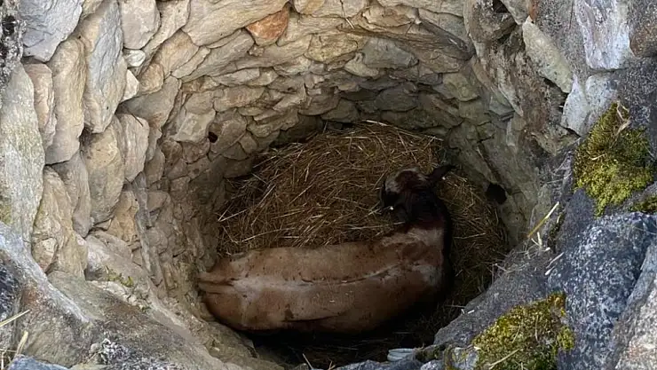 Kuyuda  Mahsur Kalan İnek, AFAD Ekiplerince Kurtarıldı!