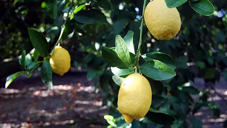 Market ile üretici fiyat farkı yüzde 573,6’ya ulaştı