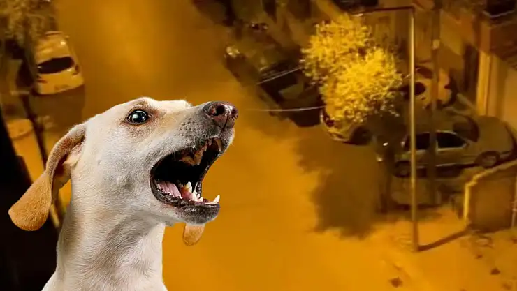 Mimar Sinan Mahallesi'nde Gece Boyu Köpek Sesleri Vatandaşı Uykusuz Bırakıyor