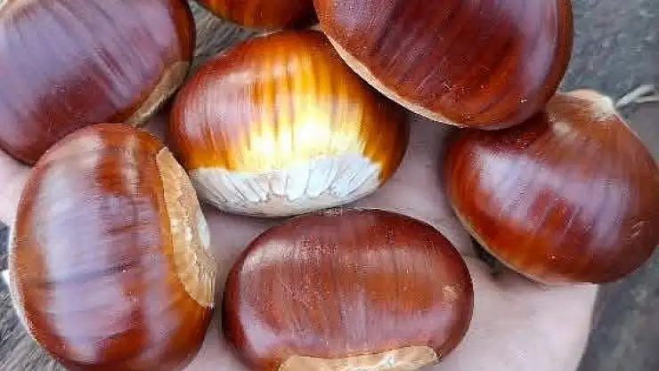 ÖDEMİŞ BOZDAĞ'DA KESTANE SEZONU BAŞLADI