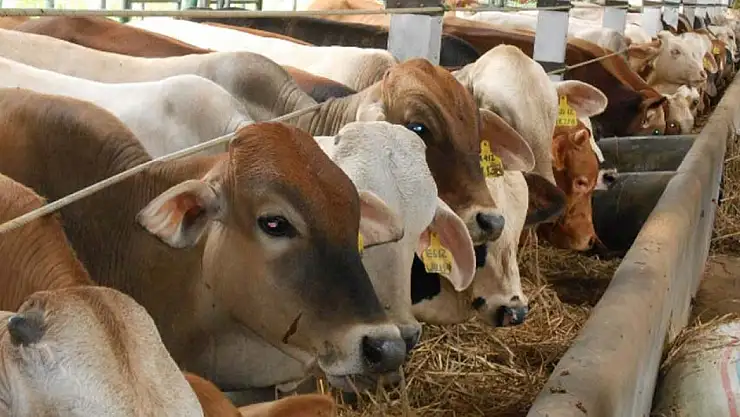 Ödemiş İlçe Tarım Müdürlüğü'nden Hayvancılık Destekleme Duyurusu
