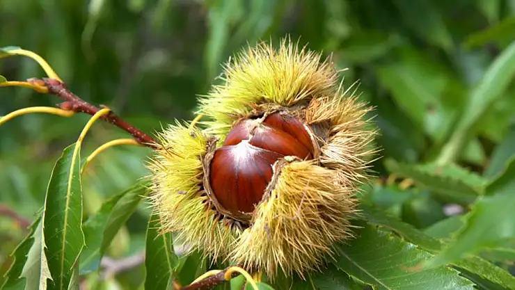 Ödemiş'in Dağ Köylerinde Kestane Mesaisi Başladı
