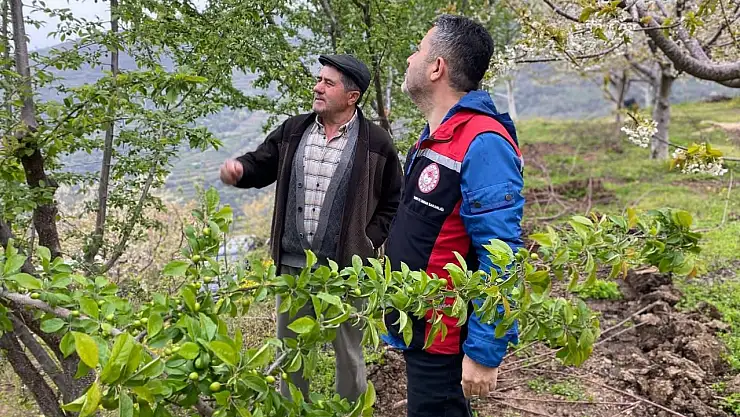 Ödemiş'te Don Olayının Etkileri İncelendi