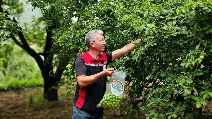 Ödemiş'te Hasat Öncesi Pestisit Denetimi Yapıldı