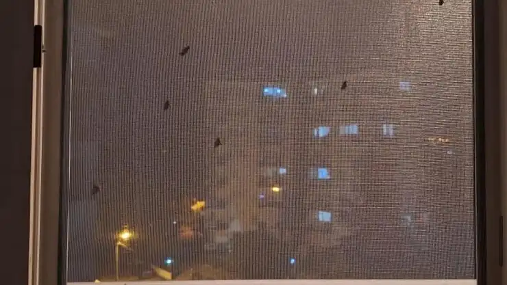 Ödemiş'te Sivrisinek Sorunu Büyüyor: Vatandaşlar İlaçlama Bekliyor
