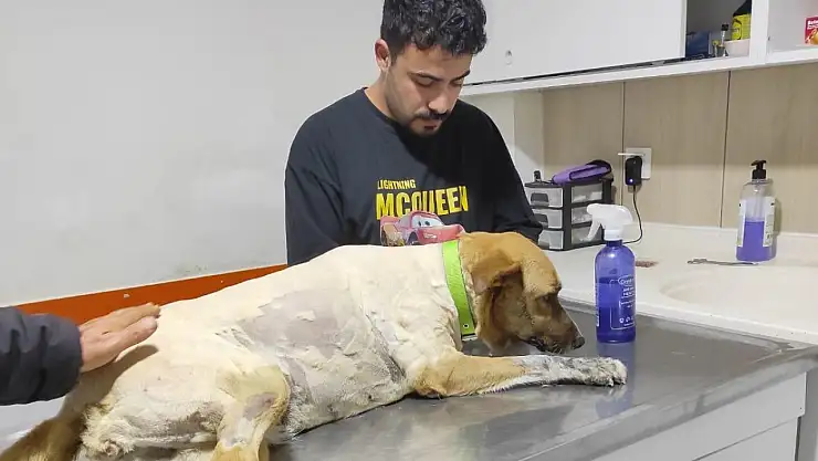 Ödemiş'te Sokak Köpeğine Silahlı Saldırı: Patibahçe Yöneticileri İsyan Etti
