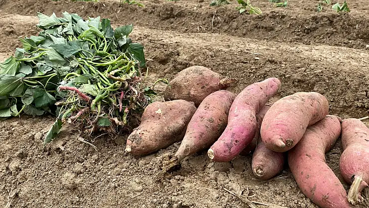 Ödemiş'te Tatlı Patates Üretimi Genişliyor: 15 Bin Fide Toprakla Buluştu
