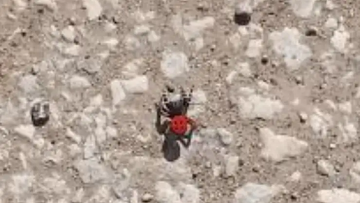 Ödemiş'te Zehirli Örümcek Paniği