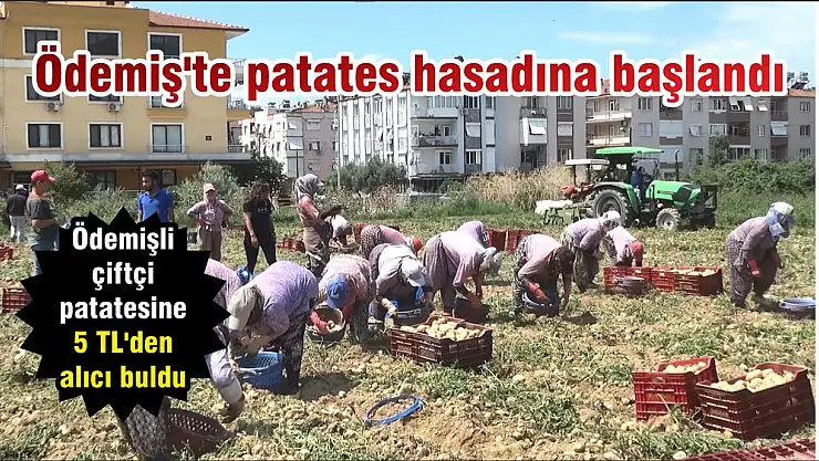 Ödemişli çiftçi patatesine 5 TL'den alıcı buldu