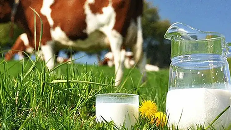 Çiğ Süt Destekleme İcmalleri Askıya Çıkarıldı