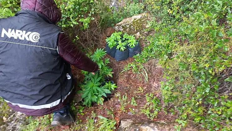 Ödemiş’te 110 kök kenevir bulundu