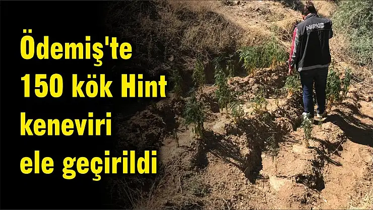 Ödemiş’te 150 kök Hint keneviri ele geçirildi