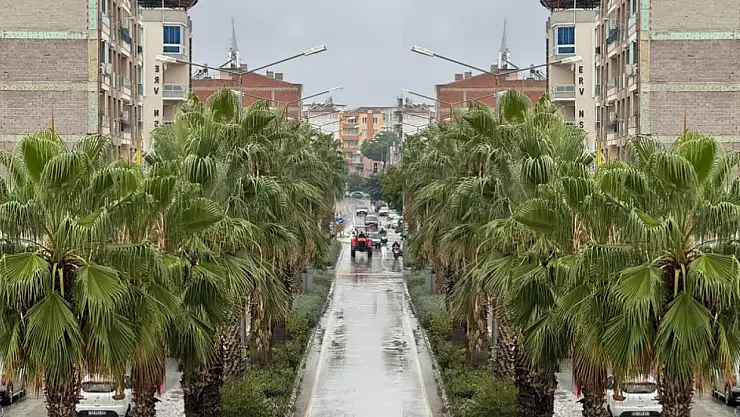 Ordu Caddesi'ndeki Palmiyeler Bakımsızlıktan Şikayet Konusu