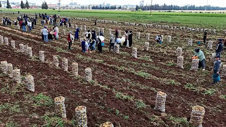 Patates Tarlada Pahalı Hasatta Verim Az