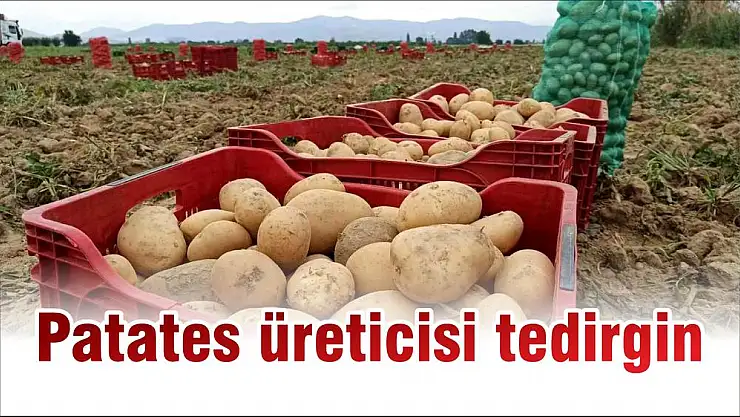 Patates üreticisi tedirgin