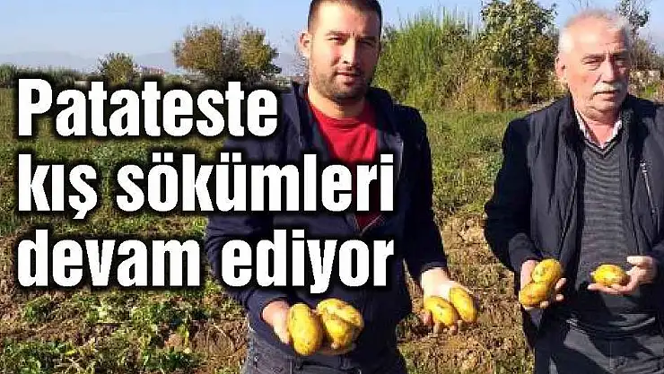 Patateste kış sökümleri devam ediyor
