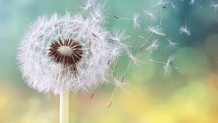 Polen alerjisi belirtileri nelerdir?