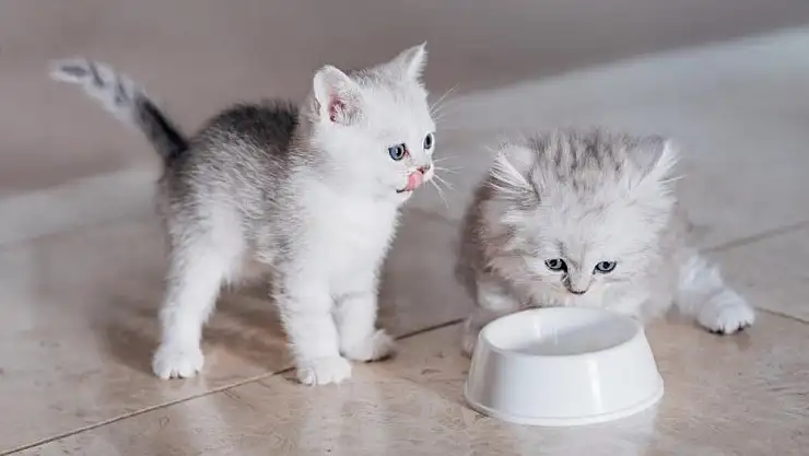 Rüyada kedi sahiplendiğini görmek ne anlama gelir?
