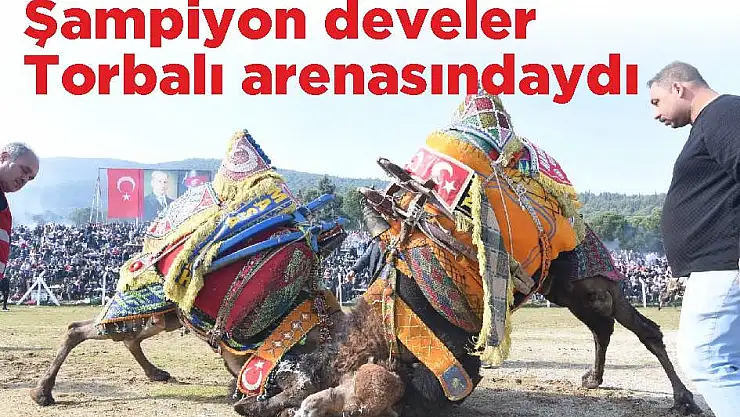 Şampiyon develer Torbalı arenasındaydı