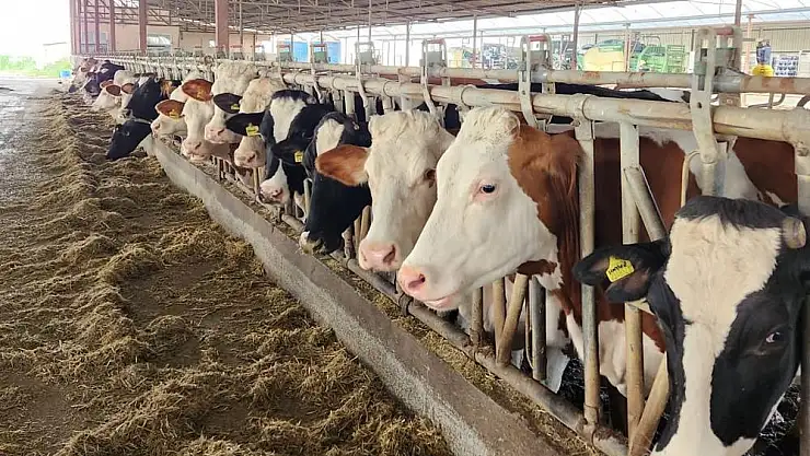 Şap hastalığına karşı 36 bin 250 büyükbaş hayvan aşılandı