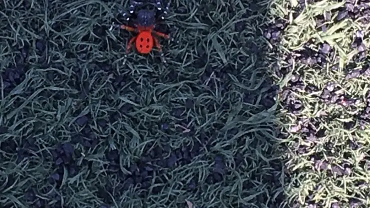 Saraçoğlu Stadyumu'nda Zehirli Uğurböceği Örümceği!