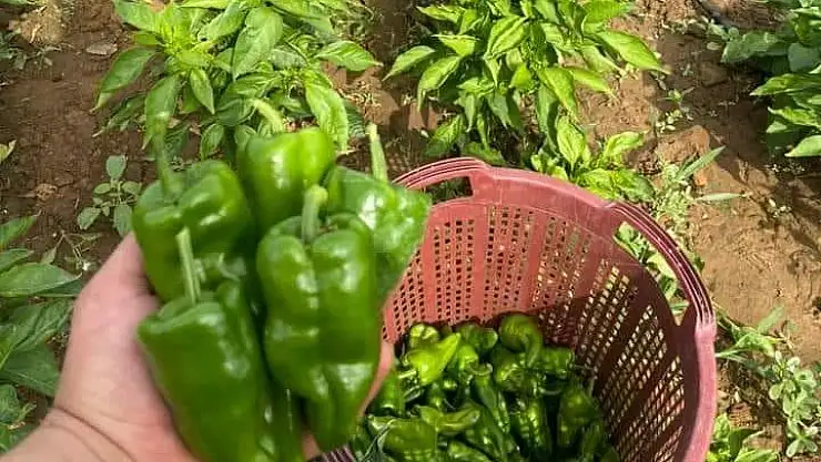 Sarıgöl’de Emcelli biberine ilgi büyük