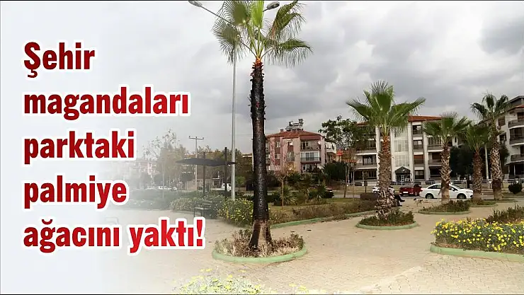 Şehir magandaları parktaki palmiye ağacını yaktı!