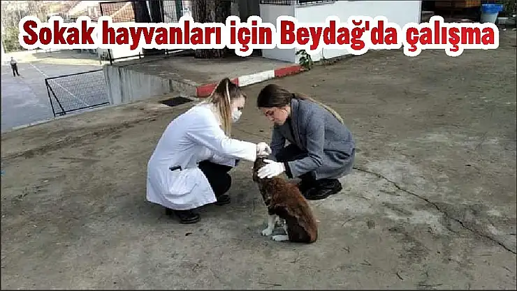 Sokak hayvanları için Beydağ'da çalışma