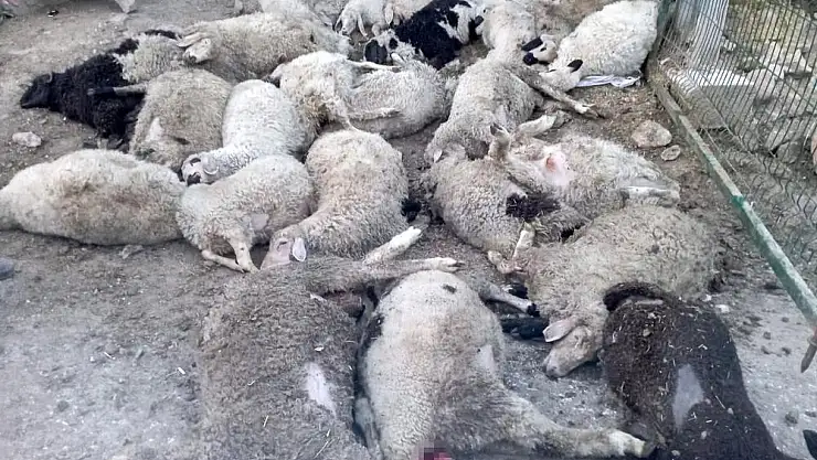 Sokak köpekleri 40 kuzuyu boğdu