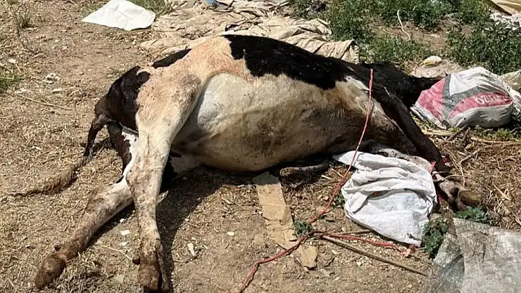 Tire'de Ölü Hayvan Yol Kenarına Atıldı: Vatandaş Tepkili