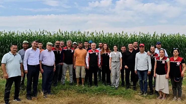 Tire'de Sorgum Hasadı Gerçekleşti