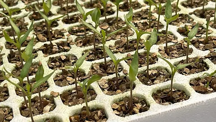 Tire'de Tarımsal Denetimler ve Bilgilendirme Çalışmaları Sürüyor