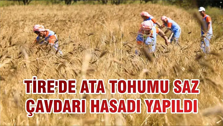 TİRE'DE ATA TOHUMU SAZ ÇAVDARI HASADI YAPILDI