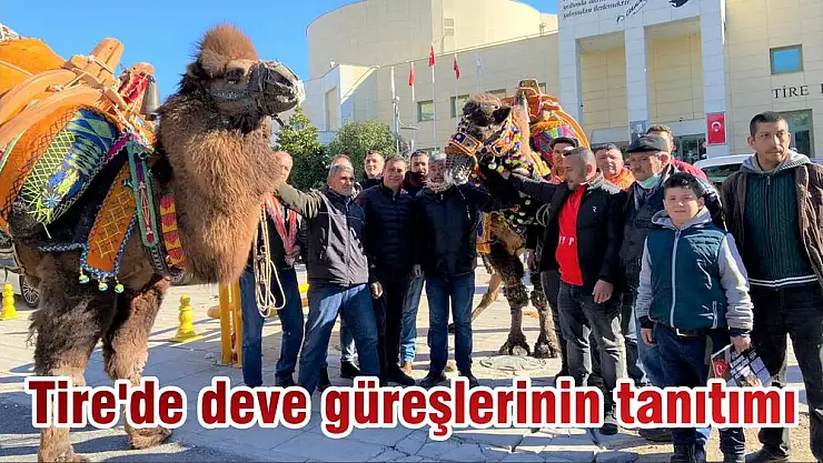 Tire'de deve güreşlerinin tanıtımı