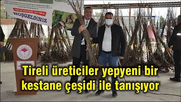 Tireli üreticiler yepyeni bir kestane çeşidi ile tanışıyor