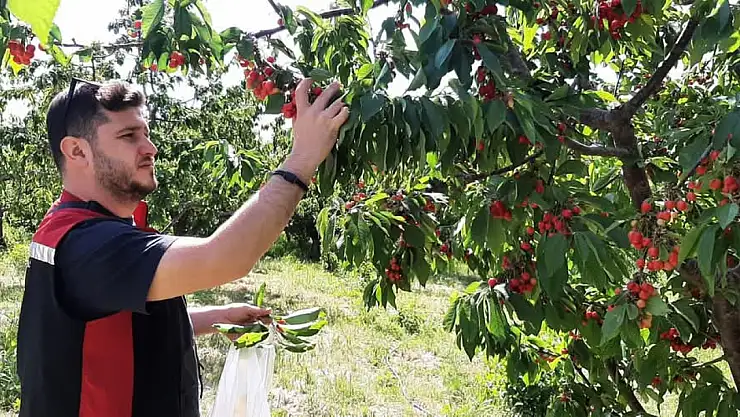 Torbalı'da Kiraz Bahçelerinde Monilya Denetimi