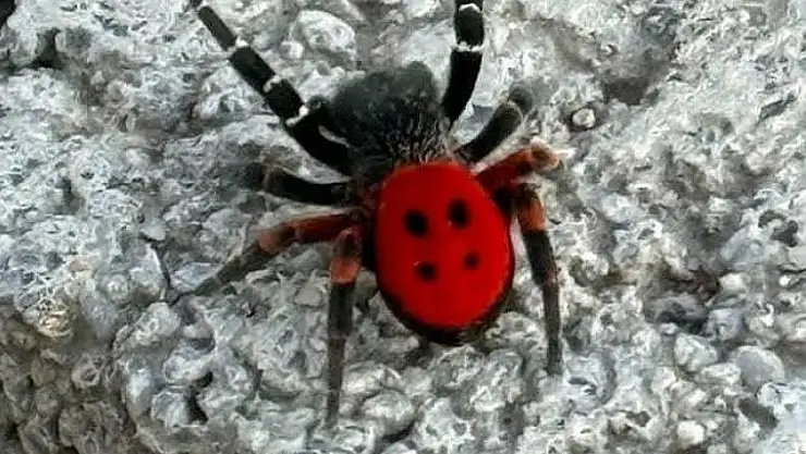 Türkmen Mahallesi'nde Zehirli Örümcek Korkusu