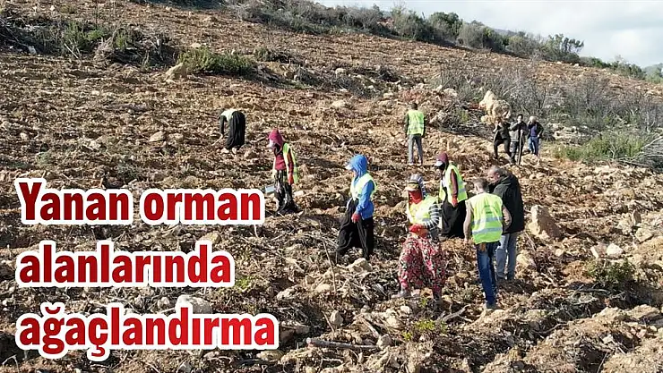 Yanan orman alanlarında ağaçlandırma
