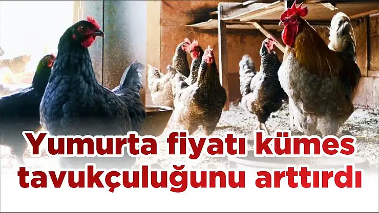 Yumurta fiyatı kümes tavukçuluğunu arttırdı