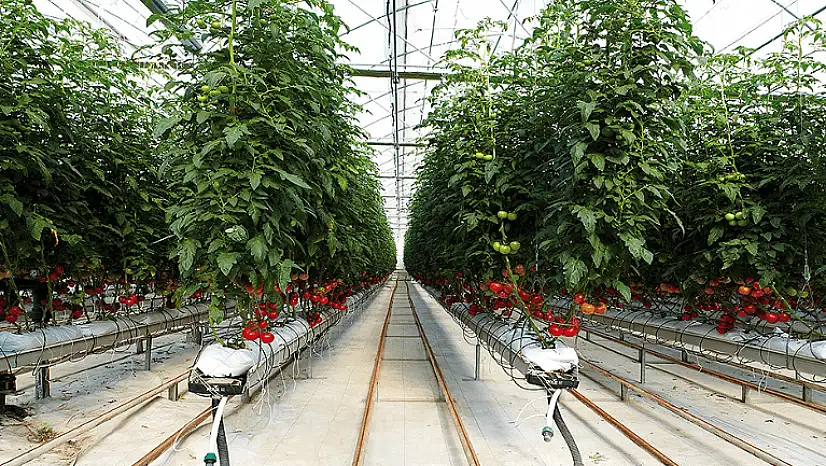 Agrobay işçilerini eylem alanına taşıyan servis şoförüne para ve trafikten men cezası