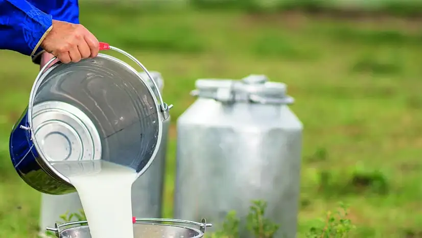 Çiğ Süt Referans Fiyatına Yüzde 7 Zam Yapıldı, Üreticiler Memnun Değil