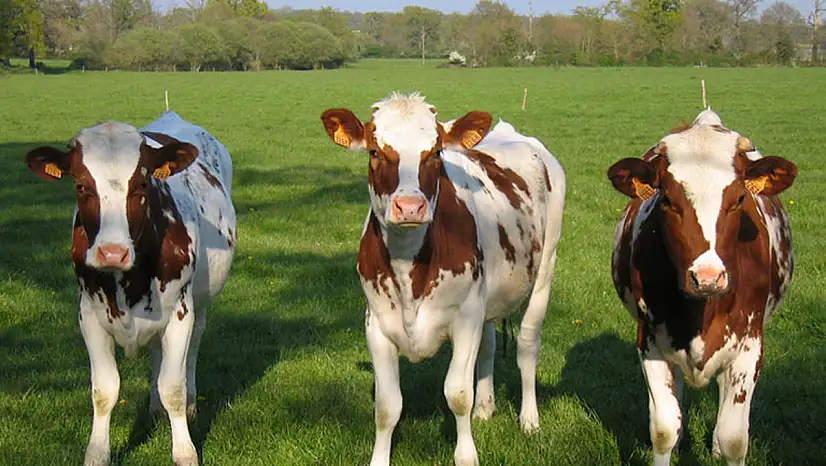 Damızlık birliğinden yağış mağduru üreticilere destek