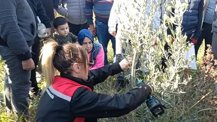 KİRAZ'DA ZEYTİN YETİŞTİRİCİLİĞİ KURSU DÜZENLENDİ