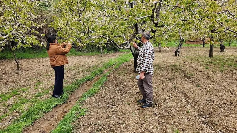 Kiraz İlçe Tarım ve Orman Müdürlüğü Umurlu Mahallesi'nde Sahada