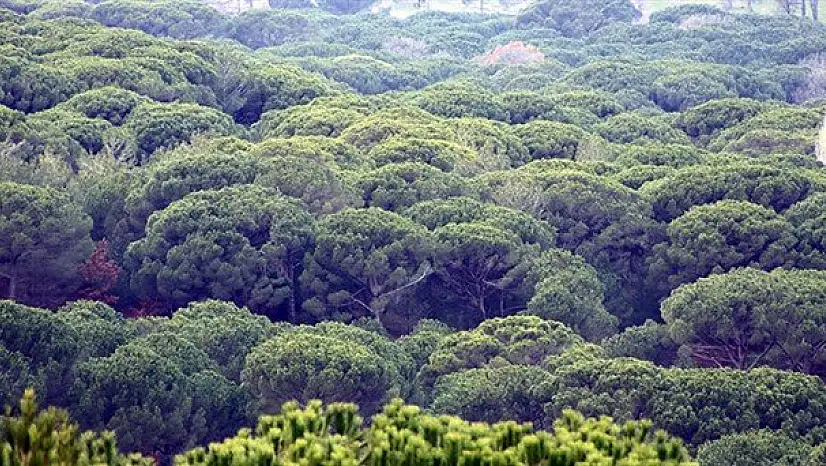 Kozak’ta madenlerden uzak bölgelerde çam fıstığı kendisini toparlıyor