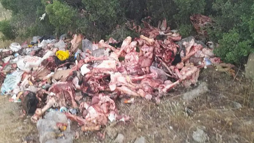 Kurban Atıkları Ormana Atıldı: Bozdağ Yolundaki Çevre Katliamı Tepki Çekti