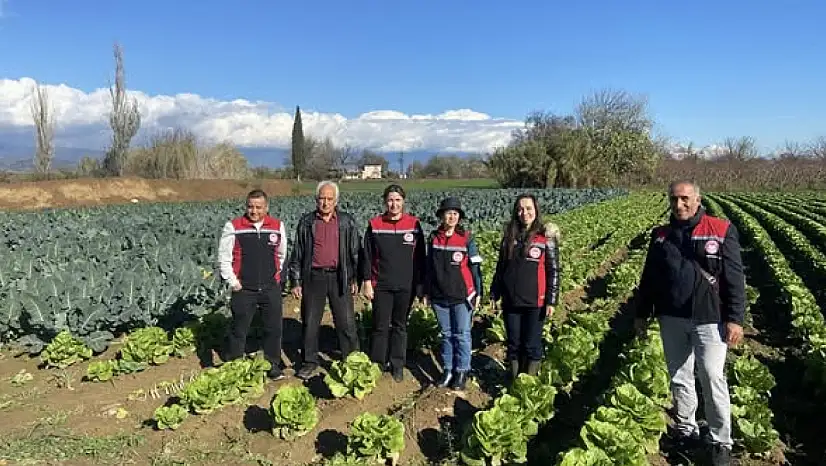 Tire'de kışlık sebze üretimi sahada incelendi