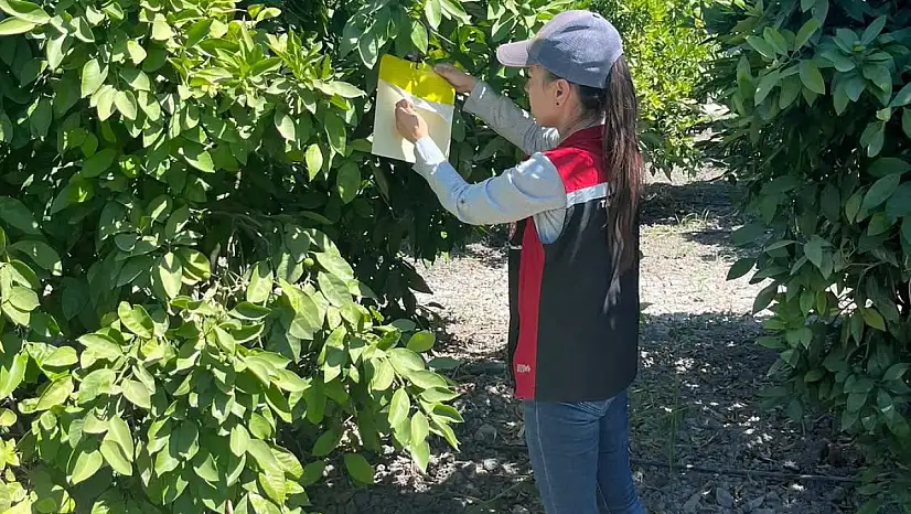 Tire'de Tarım Arazilerinde Hastalık ve Zararlı Kontrolleri Yapıldı