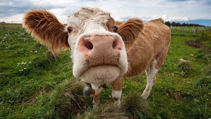 Tire'de Üretici Zor Günler Yaşıyor: 45 Sığır İcradan Satışa Çıkıyor