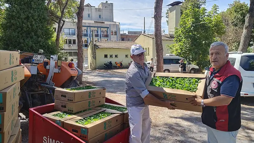 Tire'de Üreticiye 35 Bin Marul Fidesi Desteği